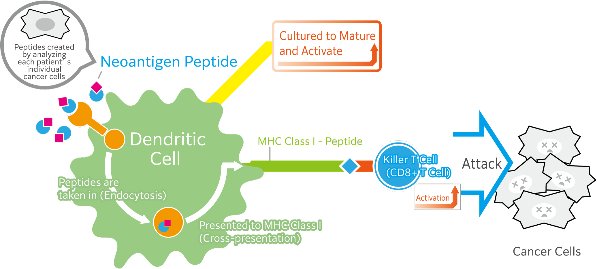 Neoantigen Dendritic Cell Vaccine Therapy