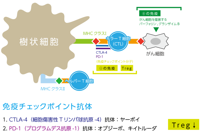 がん抗原の提示とT細胞の活性化
