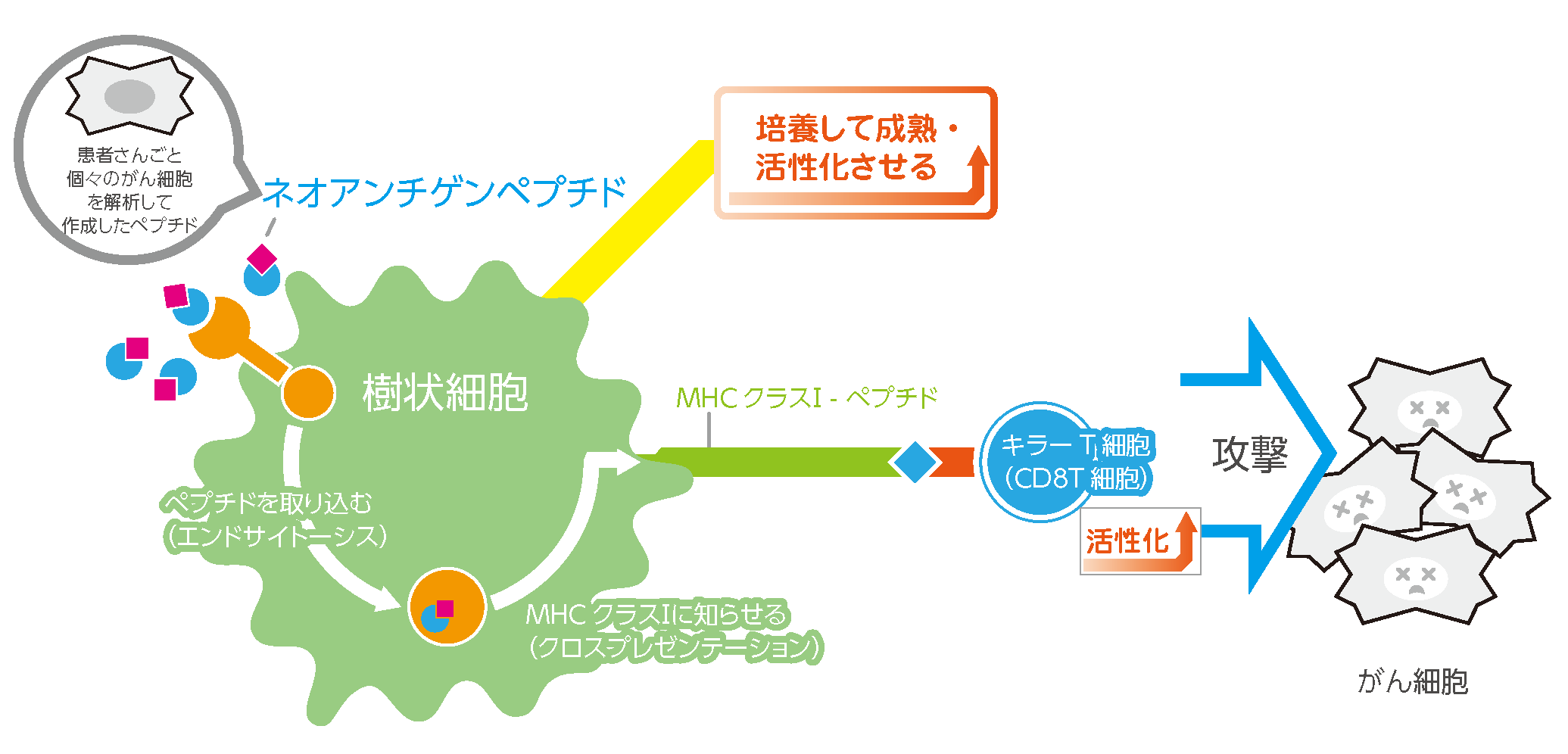 ネオアンチゲン樹状細胞 ワクチン療法