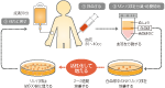 高活性化NK細胞療法
