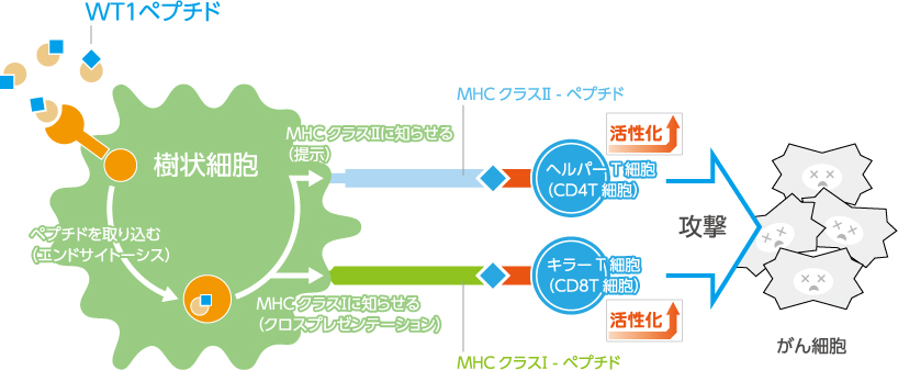 WT1ペプチドの働き